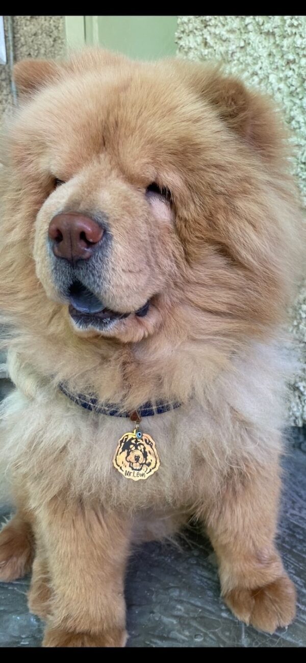 پلاک چاوچاو  chow chow - Image 3