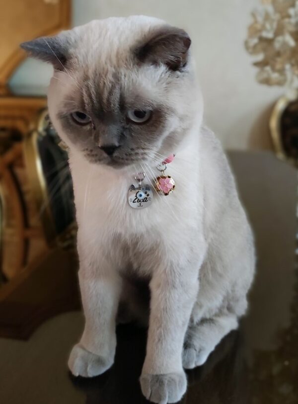 کیتی-kitty - Image 18