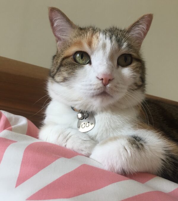 کیتی-kitty - Image 20