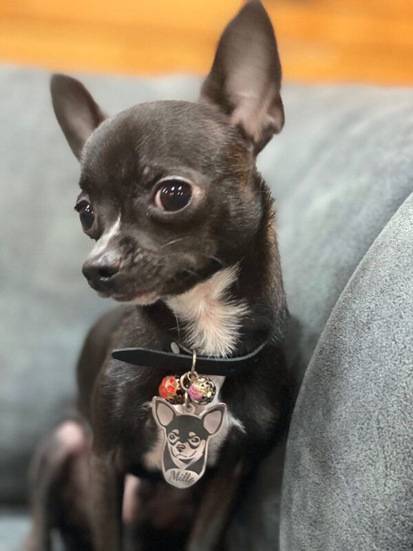 شیواوا - Chihuahua - Image 4