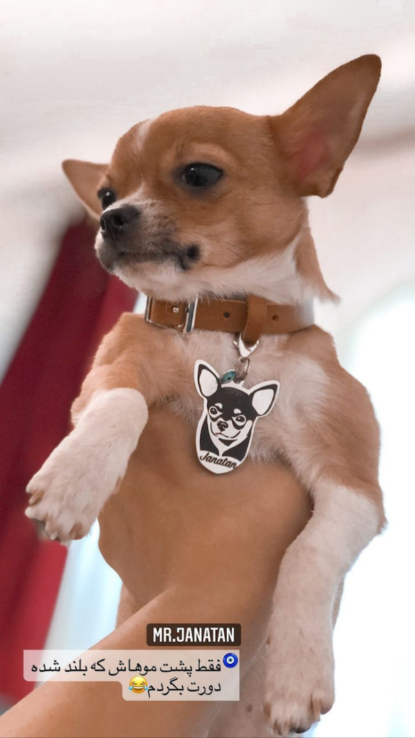شیواوا - Chihuahua - Image 5