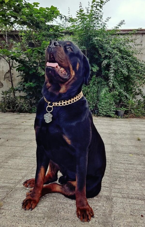 پلاک روتوایلر Rottweiler - Image 5
