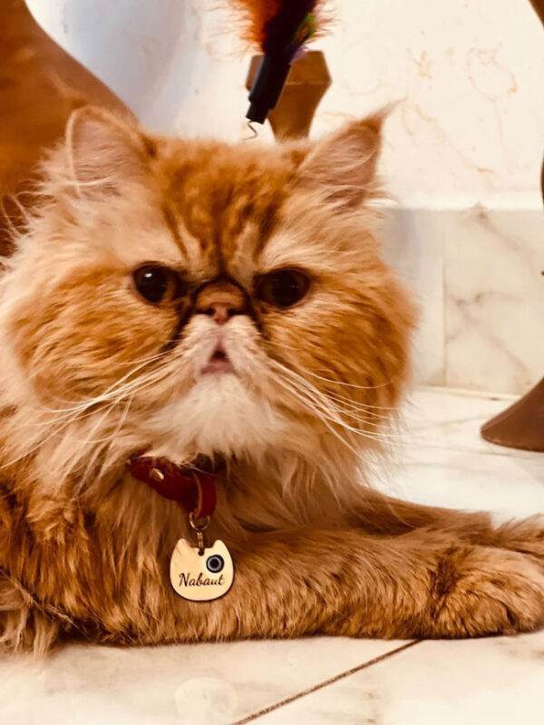 کیتی-kitty - Image 14