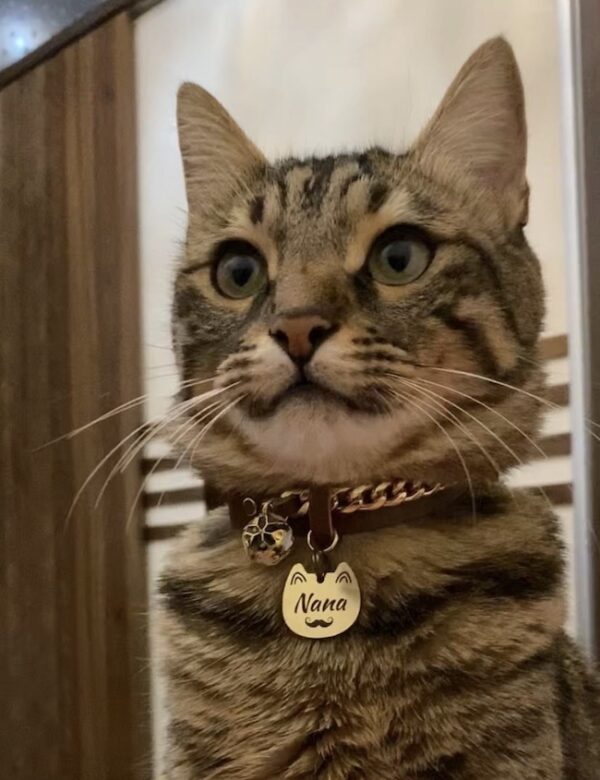 کیتی-kitty - Image 12