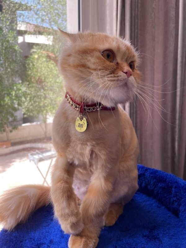 کیتی-kitty - Image 16