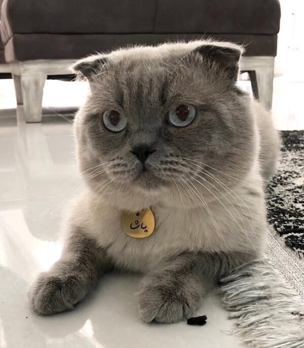 کیتی-kitty - Image 17