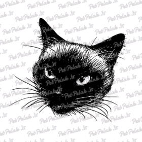 طرح گربه کد 19