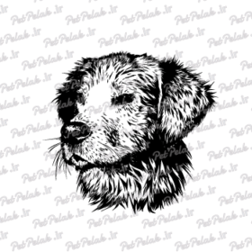 طرح سگ کد 116